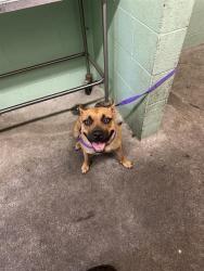 Shelter Stray Female Dog last seen CLAY ST & FRIENZA AVE, 2127 Front St, Sacramento, CA 95818, USA