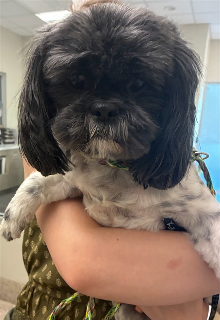 Shelter Stray Female Dog last seen Near BLOCK HURON ST, 12155 Park Blvd, Brighton, CO 80601, USA