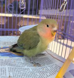 Shelter Stray Unknown Bird last seen BARRANCA PKWY/PASEO WESTPARK, 6443 Oak Canyon, Irvine, CA 92618, USA