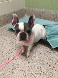 Shelter Stray Female Dog last seen Near BLOCK W 124TH AVE, 12155 Park Blvd, Brighton, CO 80601, USA