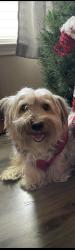 Lost Male Dog last seen Near 1915 Manchester Crossing dr, Fresno, TX 77545
