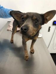 Shelter Stray Male Dog last seen Near BLOCK N HUGHES AVE, FRESNO CA 93705 2341, 5277 E Airways Blvd, Fresno, CA 93727, USA
