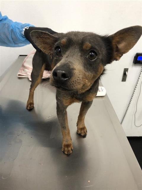 Shelter Stray Male Dog last seen Near BLOCK N HUGHES AVE, FRESNO CA 93705 2341, 5277 E Airways Blvd, Fresno, CA 93727, USA