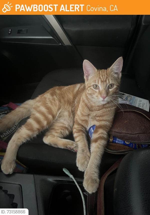 Found/Stray Male Cat last seen Covina Skate Park, Covina, CA 91724