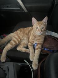 Found/Stray Male Cat last seen Covina Skate Park, Covina, CA 91724