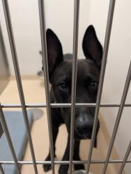 Shelter Stray Male Dog last seen MOLINE PD,63136, 10521 Baur Blvd, Olivette, MO 63132, USA