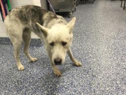 Shelter Stray Male Dog last seen Near BLOCK AVENUE LALO GUERRERO, CATHEDRAL CITY, CA, 72050 Pet Land Pl, Thousand Palms, CA 92276, USA
