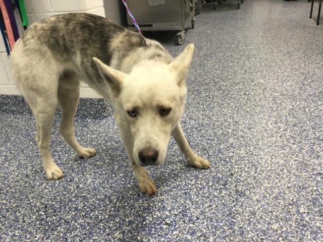 Shelter Stray Male Dog last seen Near BLOCK AVENUE LALO GUERRERO, CATHEDRAL CITY, CA, 72050 Pet Land Pl, Thousand Palms, CA 92276, USA