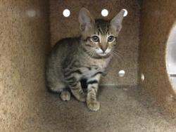 Shelter Stray Female Cat last seen Near BLOCK VARNER RD, THOUSAND PALMS CA 92276, 72050 Pet Land Pl, Thousand Palms, CA 92276, USA
