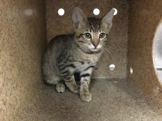 Shelter Stray Female Cat last seen Near BLOCK VARNER RD, THOUSAND PALMS CA 92276, 72050 Pet Land Pl, Thousand Palms, CA 92276, USA