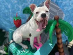 Shelter Stray Male Dog last seen CHARLOTTE, 8315 Byrum Dr, Charlotte, NC 28217, USA