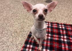 Shelter Stray Female Dog last seen Near BLOCK S ACADEMY BLVD, COLORADO SPRINGS CO 80916, 610 Abbot Ln, Colorado Springs, CO 80905, USA