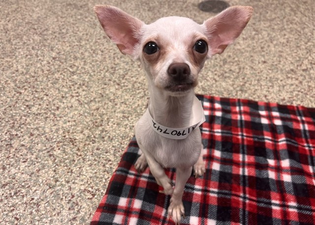 Shelter Stray Female Dog last seen Near BLOCK S ACADEMY BLVD, COLORADO SPRINGS CO 80916, 610 Abbot Ln, Colorado Springs, CO 80905, USA