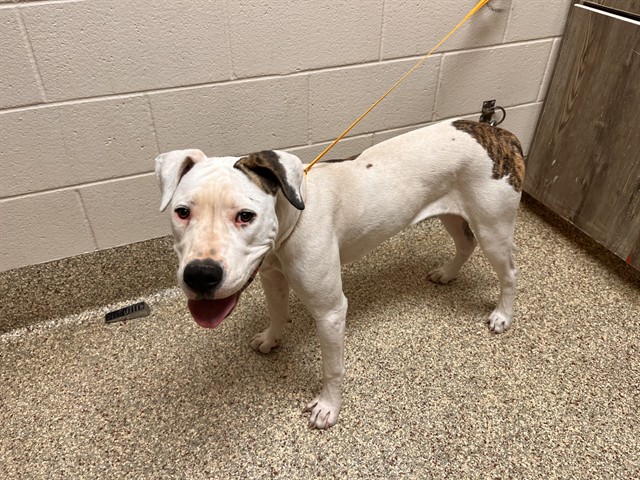 Shelter Stray Female Dog last seen Near BLOCK SQUARE DANCE LN, FOUNTAIN CO 80817, 610 Abbot Ln, Colorado Springs, CO 80905, USA