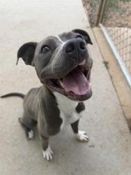 Shelter Stray Female Dog last seen CHARLOTTE, 8315 Byrum Dr, Charlotte, NC 28217, USA