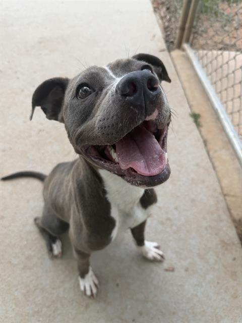 Shelter Stray Female Dog last seen CHARLOTTE, 8315 Byrum Dr, Charlotte, NC 28217, USA