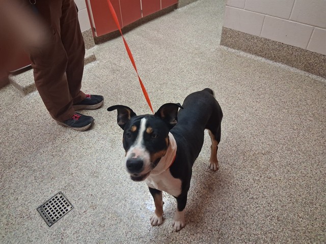 Shelter Stray Male Dog last seen Near BLOCK FIRECRACKER TRL, FOUNTAIN CO 80817, 610 Abbot Ln, Colorado Springs, CO 80905, USA