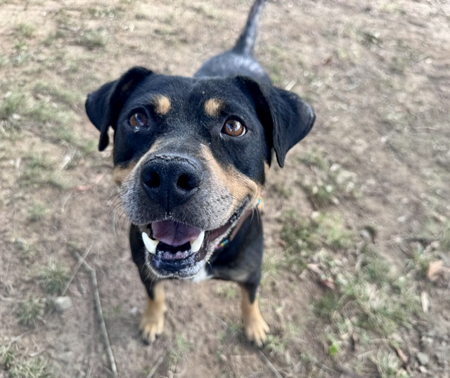 Shelter Stray Female Dog last seen CHARLOTTE, 8315 Byrum Dr, Charlotte, NC 28217, USA