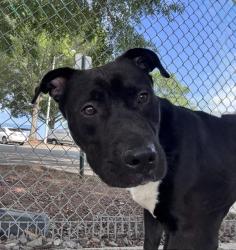 Shelter Stray Male Dog last seen CHARLOTTE, 8315 Byrum Dr, Charlotte, NC 28217, USA