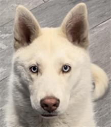 Shelter Stray Female Dog last seen Near BLOCK E VASSAR DR, AURORA CO 80013 6465, 2080 S Quebec St, Denver, CO 80231, USA