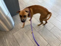 Shelter Stray Male Dog last seen , 2080 S Quebec St, Denver, CO 80231, USA