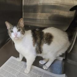 Shelter Stray Female Cat last seen , 3201 Lacy St, Los Angeles, CA 90031, USA