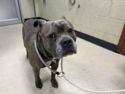 Shelter Stray Male Dog last seen Near BLOCK W LAKEFIELD DR, 3839 W Burnham St, West Milwaukee, WI 53215, USA