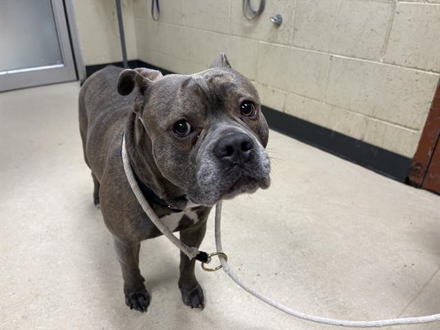 Shelter Stray Male Dog last seen Near BLOCK W LAKEFIELD DR, 3839 W Burnham St, West Milwaukee, WI 53215, USA