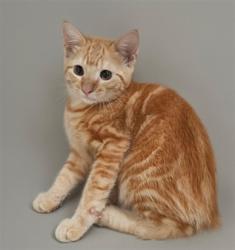Shelter Stray Male Cat last seen , 3201 Lacy St, Los Angeles, CA 90031, USA