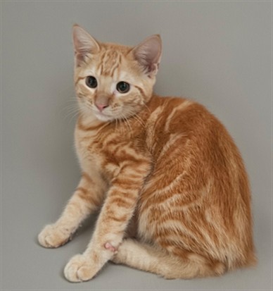 Shelter Stray Male Cat last seen , 3201 Lacy St, Los Angeles, CA 90031, USA