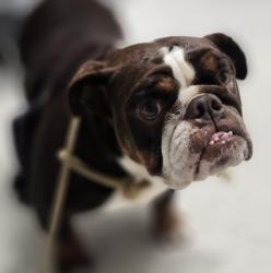 Shelter Stray Female Dog last seen , 11361 W Pico Blvd, Los Angeles, CA 90064, USA