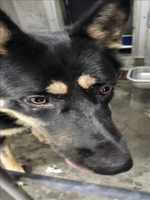 Shelter Stray Male Dog last seen , 11361 W Pico Blvd, Los Angeles, CA 90064, USA