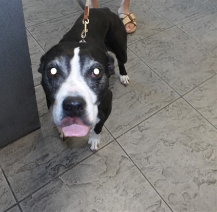 Shelter Stray Female Dog last seen , 11361 W Pico Blvd, Los Angeles, CA 90064, USA