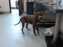 Shelter Stray Male Dog last seen , 4704 Corporation Dr, Fayetteville, NC 28306, USA