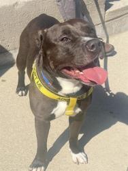 Shelter Stray Male Dog last seen Near, 2600 S Harding St, Indianapolis, IN 46221, USA