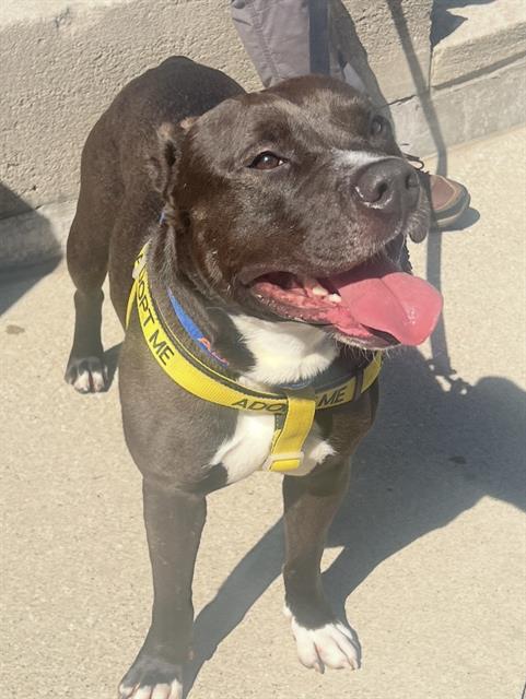 Shelter Stray Male Dog last seen Near, 2600 S Harding St, Indianapolis, IN 46221, USA