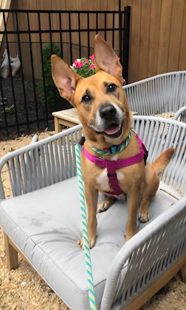 Shelter Stray Female Dog last seen Near, 2600 S Harding St, Indianapolis, IN 46221, USA