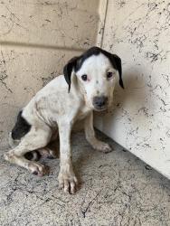 Shelter Stray Unknown Dog last seen Near, 2600 S Harding St, Indianapolis, IN 46221, USA