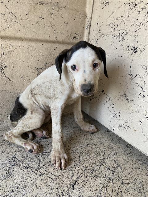 Shelter Stray Unknown Dog last seen Near, 2600 S Harding St, Indianapolis, IN 46221, USA