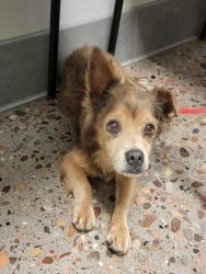 Shelter Stray Male Dog last seen 19TH AVE AND BASELINE RD, 5501 E Van Buren St, Phoenix, AZ 85008, USA