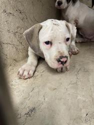 Shelter Stray Unknown Dog last seen Near, 2600 S Harding St, Indianapolis, IN 46221, USA