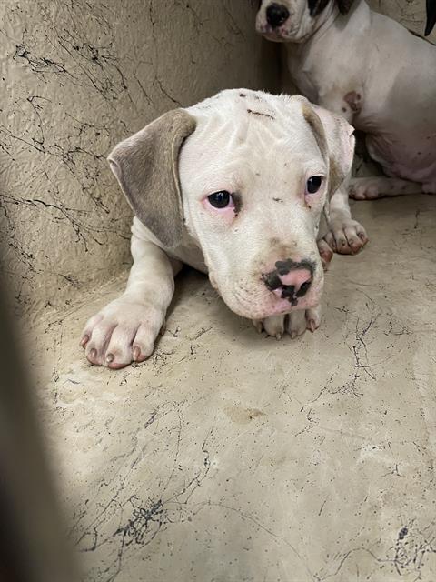 Shelter Stray Unknown Dog last seen Near, 2600 S Harding St, Indianapolis, IN 46221, USA
