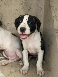 Shelter Stray Unknown Dog last seen Near, 2600 S Harding St, Indianapolis, IN 46221, USA