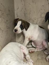 Shelter Stray Unknown Dog last seen Near, 2600 S Harding St, Indianapolis, IN 46221, USA