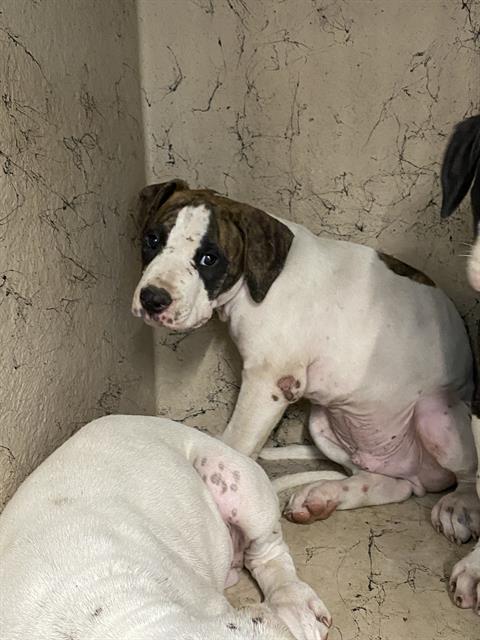 Shelter Stray Unknown Dog last seen Near, 2600 S Harding St, Indianapolis, IN 46221, USA