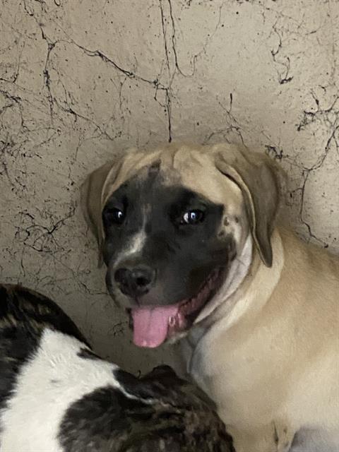 Shelter Stray Unknown Dog last seen Near, 2600 S Harding St, Indianapolis, IN 46221, USA