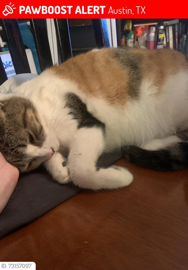 Lost Female Cat last seen Near Timbrook Trail, Austin, TX. 78750, Austin, TX 78750