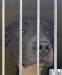 Shelter Stray Male Dog last seen Near, 2600 S Harding St, Indianapolis, IN 46221, USA