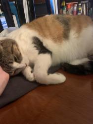 Lost Female Cat last seen Near Timbrook Trail, Austin, TX. 78750, Austin, TX 78750