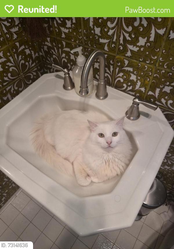 Reunited Male Cat last seen Near Ashford St, San Diego, CA 92111, USA, San Diego, CA 92111